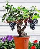 Traubenkerne 50 japanischen Dwarf Kyoho (Vitis labrusca) Deep Purple Tabelle Traubenkerne Bonsai Fruchtsamen für Hausgarten foto / 17,45 €