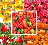 BIG PACK - (500+ Seeds) Hot Pepper Combo I - Bhut Jolokia Ghost Pepper, Habanero Orange, Habanero Red, Jamaican Yellow, Jamaican Red Pepper Seeds- Non-GMO Seeds by MySeeds.Co (BIG PACK - Hot Pepper I) photo / $19.95 ($0.04 / Count)