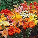 Asiatic Lilies Mix (10 Pack of Bulbs) - Freshly Dug Perennial Lily Flower Bulbs photo / $21.67 ($2.17 / Count)