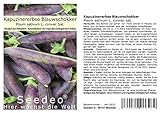 Seedeo® Kapuzinererbse 'Blauwschokker' (Pisum sativum L. convar. sat.) ca. 100 Samen BIO foto / 2,95 €