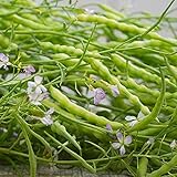 Rat's Tail Radish Seeds - Packet of 20 Seeds photo / $8.97