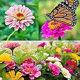 Zinnia Seeds for Planting Outdoors, Over 480 Seeds Giving You The Zinnia Flowers You Need, Zinnia Elegans, 4.2 Grams, Non-GMO photo / $4.97