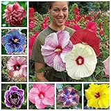 100+ Pcs Mixed Hibiscus Seeds Giant Flowers Perennial Flower - Ships from Iowa, USA photo / $7.98 ($0.08 / Count)