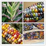 20pcs / bag semillas de maíz Semillas auténtico cristal de la gema del maíz indio de la herencia, del arco iris, semillas vegetales no modificados genéticamente para la siembra jardín de su casa foto / 14,49 €