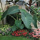 Live Bulbs Colocasia gigantea Thailand Giant Thai Giant Elephant Ear Huge Leaf (3 Bulbs) photo / $19.19 ($6.40 / Count)