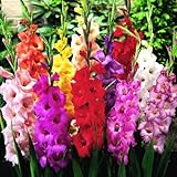 Mixed Gladiolus Flower Bulbs - 50 Bulbs Assorted Colors photo / $24.99