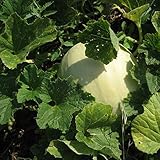 Honeydew Seeds - Green Flesh - Heirloom - Liliana's Garden photo / $5.95