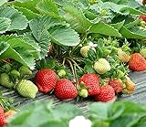 Strawberry Seeds 250 PCS for Planting in Pots Non GMO photo / $9.99 ($0.04 / Count)