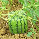 50 stücke seltene quadratische wassermelonsamen, köstliche obst hausgarten pflanze dekor zum pflanzengarten garten im freien 1. Einheitsgröße foto / 0,01 €