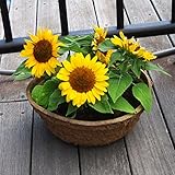 Las semillas de girasol enano 50PC Mini Serie Semillas de girasol girasol Altura 40cm semillas de flor de Bonsai foto / 14,99 €