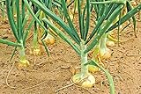 Vidalia Sweet Onion Seeds Organic Non-GMO 110/170 Days Spring/Fall Garden rsc2a1r (200+ Seeds) photo / $9.99