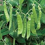 Oregon Sugar Pod II Snow Pea Seeds, 50+ Heirloom Seeds Per Packet, Non GMO Seeds, (Isla's Garden Seeds), Botanical Name: Pisum sativum photo / $6.25 ($0.12 / Count)