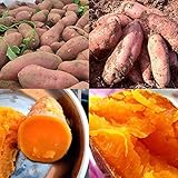 Sweet Potato Seeds photo / $11.99