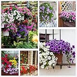 Petunia Seeds80000+Pcs 'Colour-Themed Collection'(Rainbow Colors) Perennial Flower Mix Seeds,Flowers All Summer Long,Hanging Flower Seeds Ideal for Pot photo / $10.88