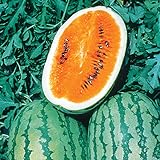 Burpee Orange Tendersweet Watermelon Seeds 60 seeds photo / $7.19