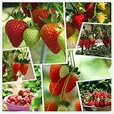 Red Strawberry Climbing Strawberry Fruit Plant Seeds Home Garden New 300 pcs photo / $10.88