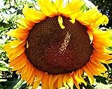 RWS 100 Helianthus annuus giganteus uniflorus semillas, girasol gigante, 3-4m, floración> 30cm foto / 14,49 €