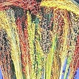 Broom Corn Seed Multi Color Crafts Home Accents Gold Red Bronze Purple Brown jocad (100+ Seeds) photo / $8.98