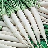 50+ Daikon Radish Seed Pack. Garden Planting, Jar Planting or Microgreens photo / $2.29 ($0.05 / Count)