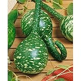 Long Handle Dipper Gourd Seeds for Planting - 20 Seeds photo / $8.28 ($0.41 / Count)