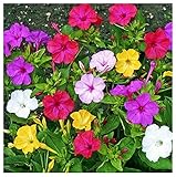 80 Mixed Four O'Clock Seeds - Tender Perennial That Reseeds Easily photo / $9.99 ($0.12 / Count)