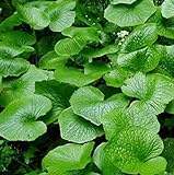 100pcs / lot, semillas de Wasabi vegetal de semillas de rábano picante japonés para plantar fácil de cultivar bonsais Planta de bricolaje plantas del jardín foto / 4,49 €