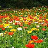 C-LARSS 500Pcs / Bag Papaver Rhoeas Seeds, Semillas De Flores De Jardín Bonsai Ecológicas De Buena Cosecha Anual Para El Hogar Semillas de amapola de maíz foto / 8,86 €