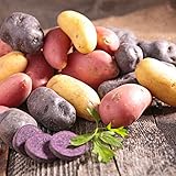 Organic US Grown Potato Medley Mix - 10 Seed Potatoes Mixed Colors Red, Purple and Yellow from Easy to Grow Bulbs TM photo / $13.99