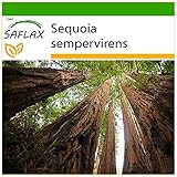 SAFLAX - Secuoya roja - 50 semillas - Con sustrato estéril para cultivo - Sequoia sempervirens foto / 4,45 €