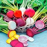 Rainbow Mix Beet Seeds, 50 Heirloom Seeds Per Packet, Non GMO Seeds, Botanical Name: Beta vulgaris, Isla's Garden Seeds photo / $5.99 ($0.12 / Count)