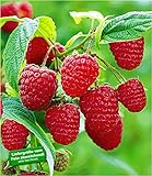 BALDUR Garten Rote Himbeeren TwoTimer® Sugana®, 3 Himbeerpflanzen, Rubus idaeus foto / 29,85 €