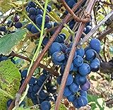 Concord Grape Seeds (Vitis labrusca 'Concord') 10+ Organic Michigan Concord Grape Vine Seeds in FROZEN SEED CAPSULES for The Gardener & Rare Seeds Collector - Plant Seeds Now or Save Seeds for Years photo / $14.95