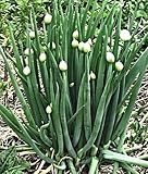 100 Winterheckenzwiebel Samen, Allium fistulosum, Welsh Onion, mehrjährig,winterhart foto / 3,99 €