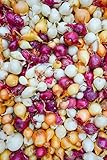 Onion Sets, MIX, Red,Yellow,White (30 Bulbs) Garden Vegetable photo / $8.95