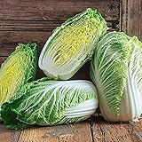 25+ Count Napa Michihili Heading Cabbage Seed, Heirloom, Non GMO Seed Tasty Healthy Veggie photo / $1.99 ($0.08 / Count)