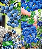 BALDUR Garten Heidelbeer-Sortiment, 2 Pflanzen, Trauben-Heidelbeere Reka und Heidelbeere Hortblue Blaubeeren Heidelbeeren Pflanze, Vaccinium corymbosum reichtragend foto / 19,99 €