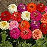 Outsidepride Zinnia Elegans Lilliput Flower Seed Mix - 1000 Seeds photo / $6.49 ($0.01 / Count)