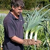 Seeds4planting - Seeds Onion Leek Giant Vegetable Heirloom photo / $6.94