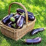 500+ Purple Aubergine Eggplant Seeds Non-GMO Vegetable photo / $10.99 ($0.02 / Count)