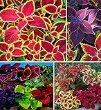 100+ Rare Mixed Coleus Flowers Seeds Rainbow Coleus Wizard Mixed Perennial Foliage Plant photo / $8.00 ($0.08 / Count)