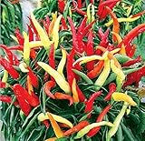 Semillas de pimiento Chili Vegetable Garden Vegetable Fácil de germinar Big Long Lantern Sweet Chinese Spices Spicy for Planting (Dream Dora Ornamental Pepper 10 Seeds) foto / 7,49 €