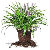 Royal Purple LIRIOPE - Size: 1 Gallon, Live Plant, Includes Special Blend Fertilizer & Planting Guide photo / $22.13