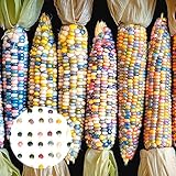 Benoon 40 unids/bolso Semillas de maíz, semillas de alimentos Fast creciendo buena cosecha Ligero rojo Cáscara de maíz semillas de maíz para granja Semillas de maíz coloridas foto / 1,95 €