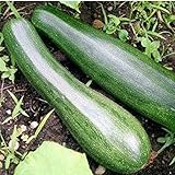 Zucchini - Zuboda - 10 Samen foto / 2,59 €