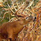 Dinner Getter Deer Food Plot Corn Seeds - 100 Seeds to Grow Deer Food - High Yielding Hybrid Corn for Big Whitetail Bucks photo / $7.99