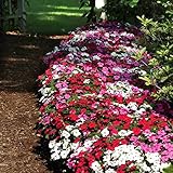 Impatiens Flower Garden Seeds - F1 Dazzler Series - Merlot Mix - 500 Seeds - Annual Flower Gardening Seeds - Impatiens wallerana photo / $21.68