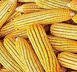 1 lb (1,600+ Seeds) Reid's Yellow Field Corn Seed (OP) Open pollinated Variety - Non-GMO Seeds by MySeeds.Co (1 lb Reid Yellow Corn) photo / $24.95