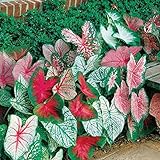 Caladium, Bulb, Fancy Mix, Pack of 10 (Ten), Easy to Grow, Colorful Mix, HOSTA photo / $17.90 ($1.79 / Count)