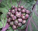 Seeds4planting - Seeds Brussels Sprouts Cabbage Purple Heirloom Vegetable Non GMO photo / $6.94