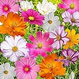 Bulk Package of 7,000 Seeds, Crazy Mix Cosmos (Cosmos bipinnatus) Non-GMO Seeds by Seed Needs photo / $12.99 ($0.00 / Count)